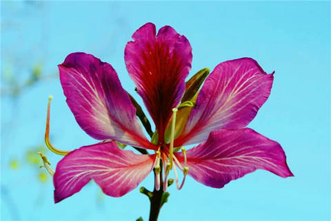 关于紫荆花的诗句及图片